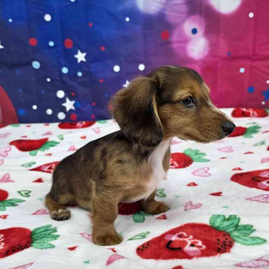 Dachshund