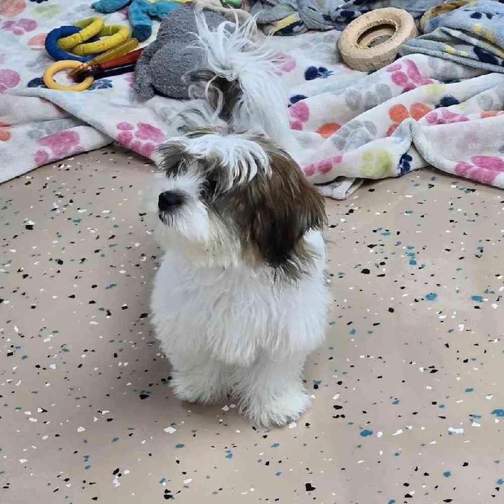 Male Shorkie Puppy for Sale in Virginia Beach, VA