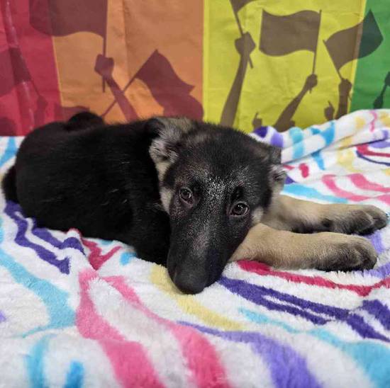 German Shepherd