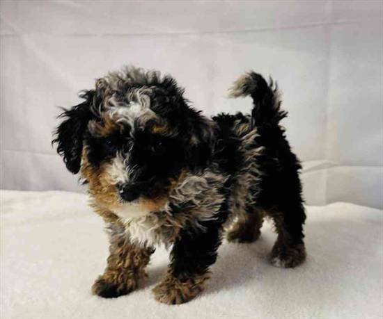 Bernedoodle