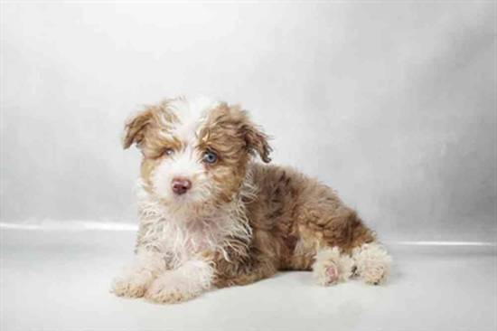 Mini Aussie Poo