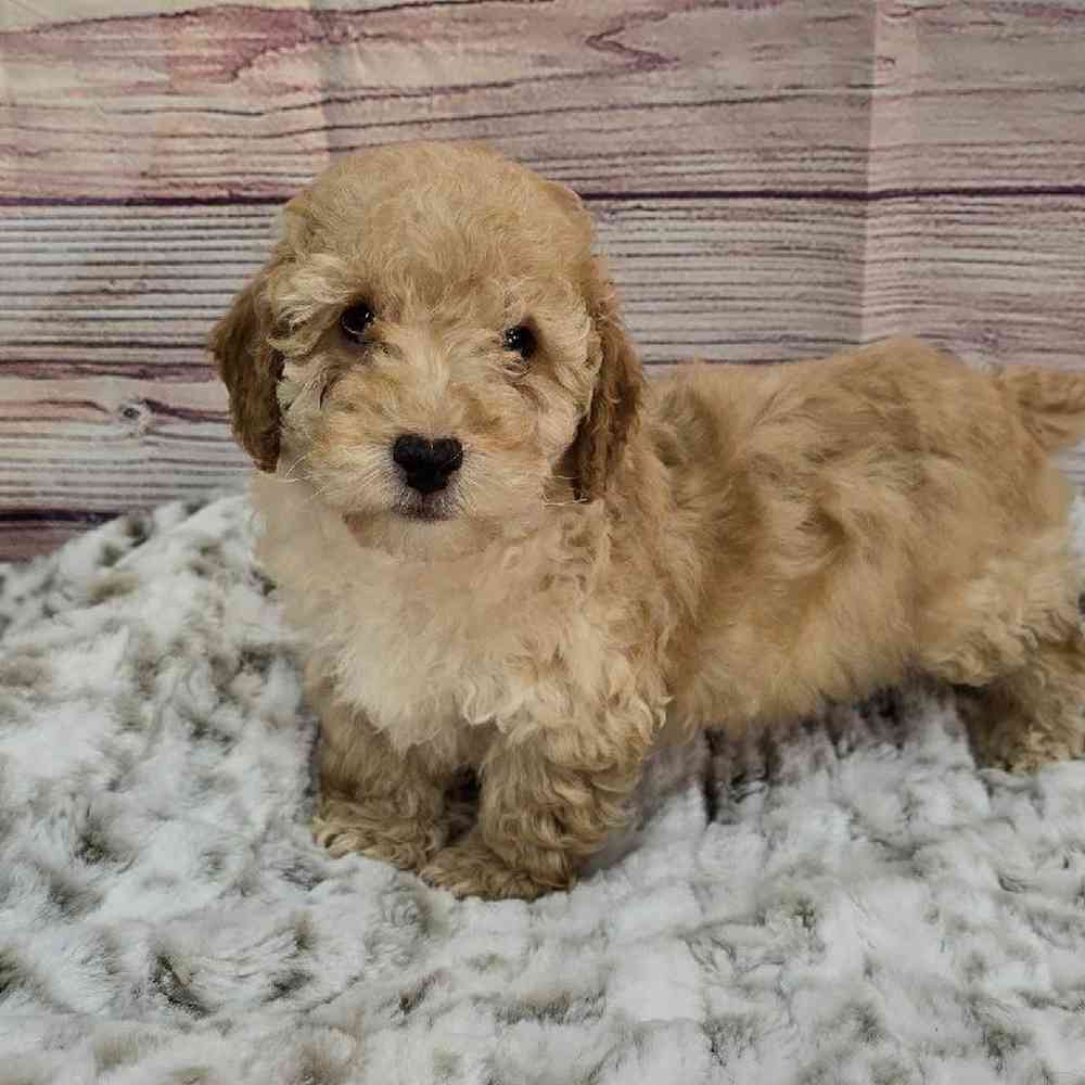 Male Mini Poodle Puppy for Sale in Virginia Beach, VA