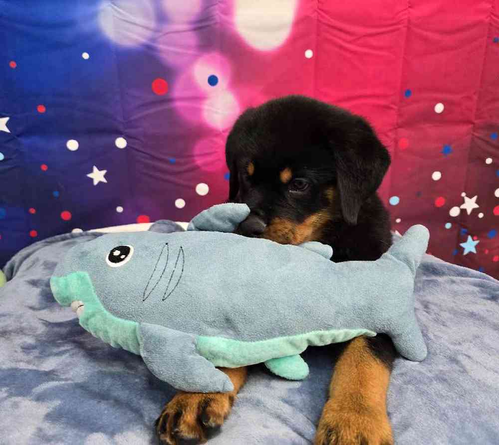 Male Rottweiler Puppy for Sale in Virginia Beach, VA