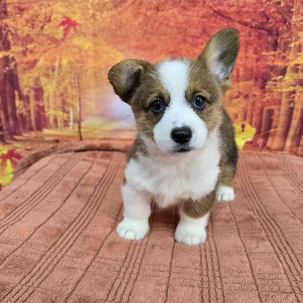 Male Pembroke Welsh Corgi Puppy for Sale in Virginia Beach, VA