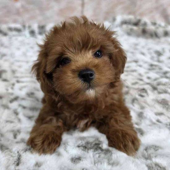 Cavapoo