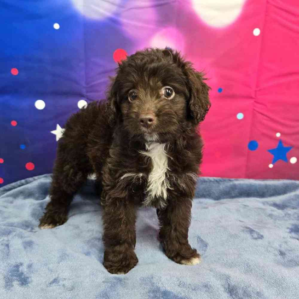 Female Mini Aussiedoodle Puppy for Sale in Virginia Beach, VA