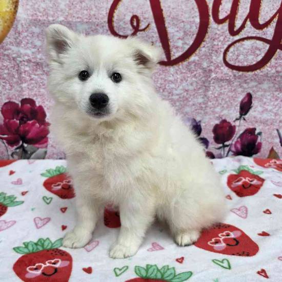 American Eskimo