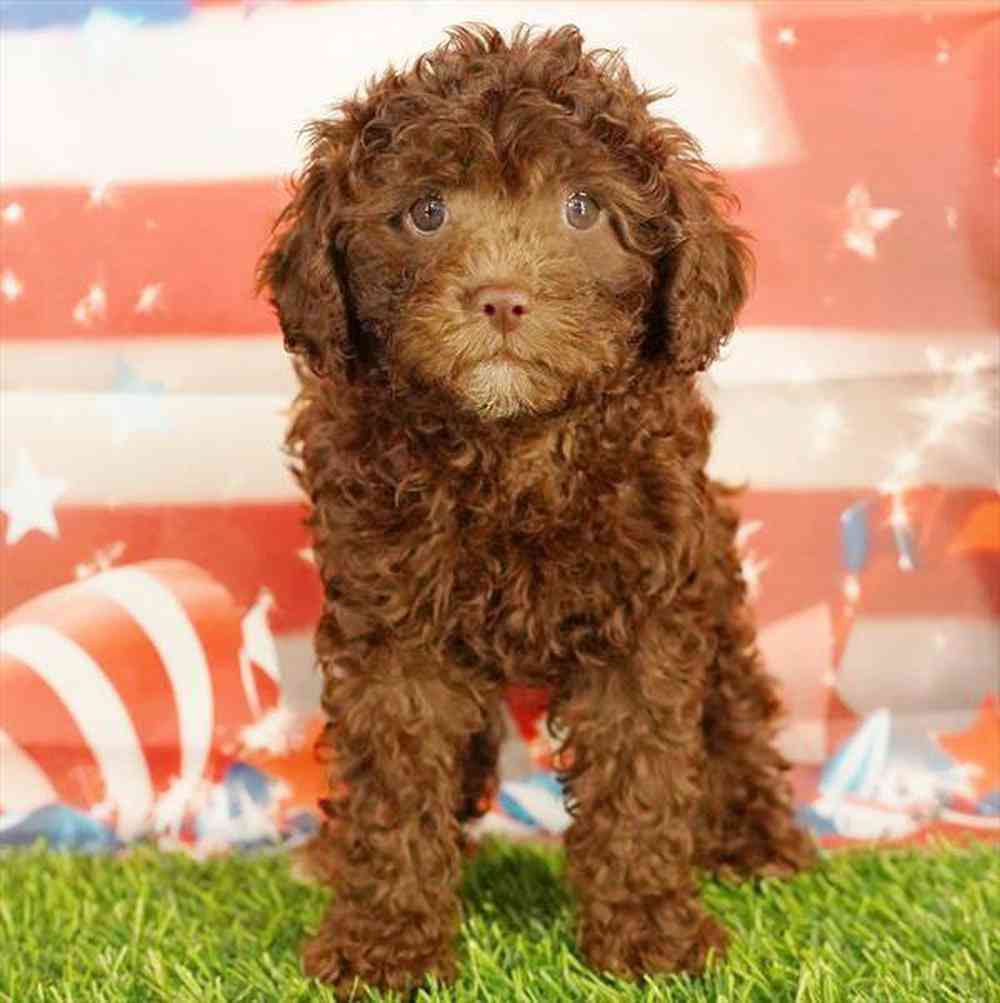 Image of a pet breed in the gallery