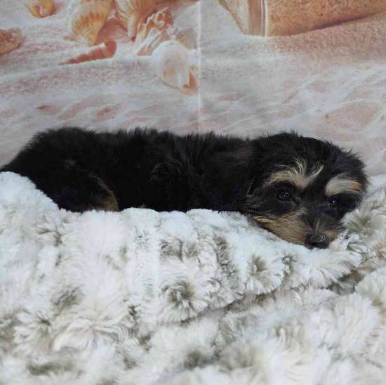 Yorkie-Poo