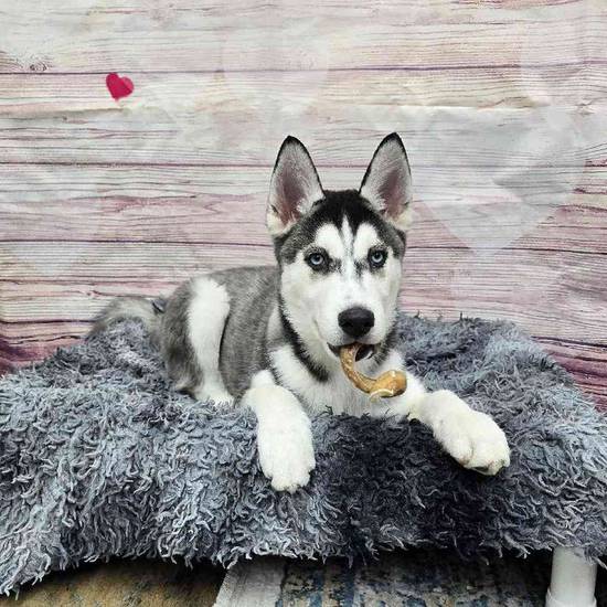 Siberian Husky