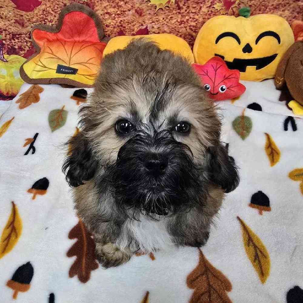 Male Shipoo Puppy for Sale in Virginia Beach, VA