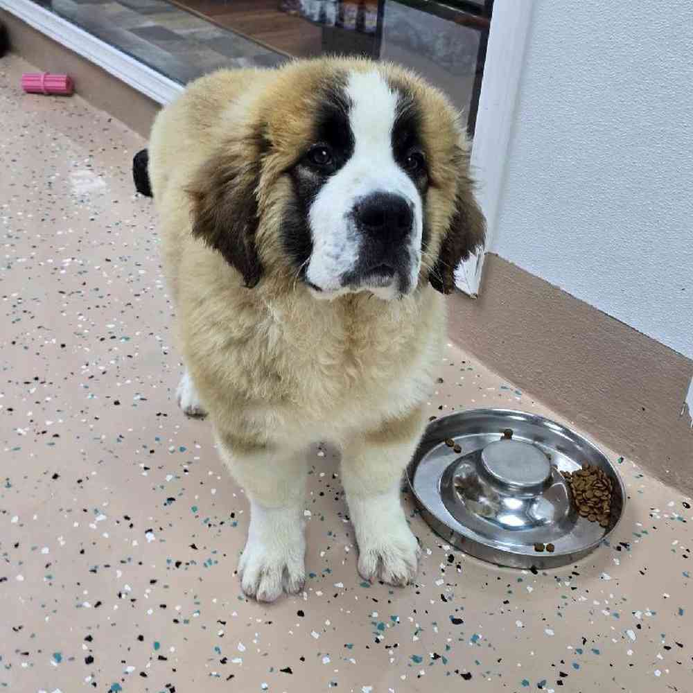 Male Saint Bernard Puppy for Sale in Virginia Beach, VA