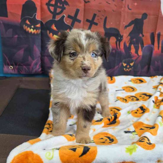 Toy Australian Shepherd 