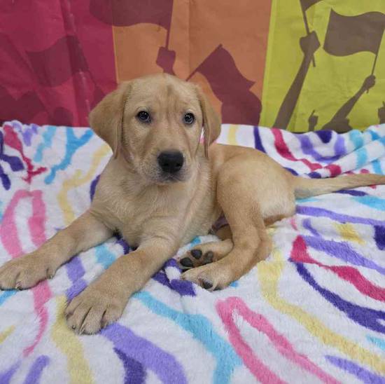 Labrador Retriever