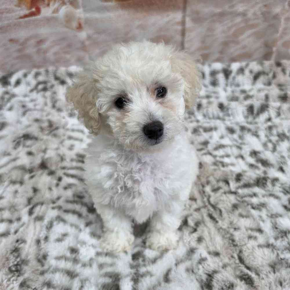 Female Bichon Puppy for Sale in Virginia Beach, VA