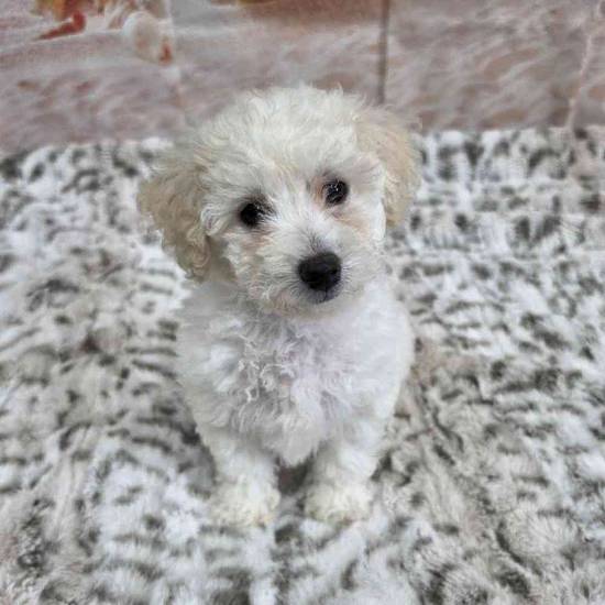 Bichon