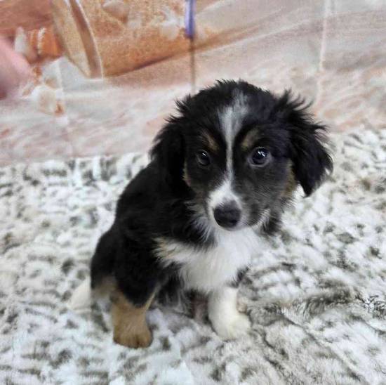 Mini Aussie
