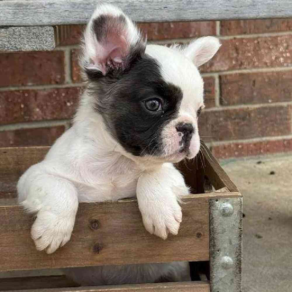 Female French Bulldog Puppy for Sale in Virginia Beach, VA