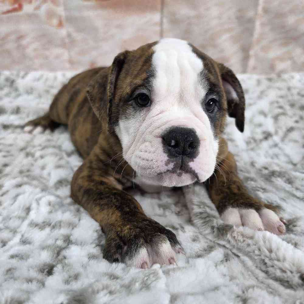 Male Old English Bulldog Puppy for Sale in Virginia Beach, VA