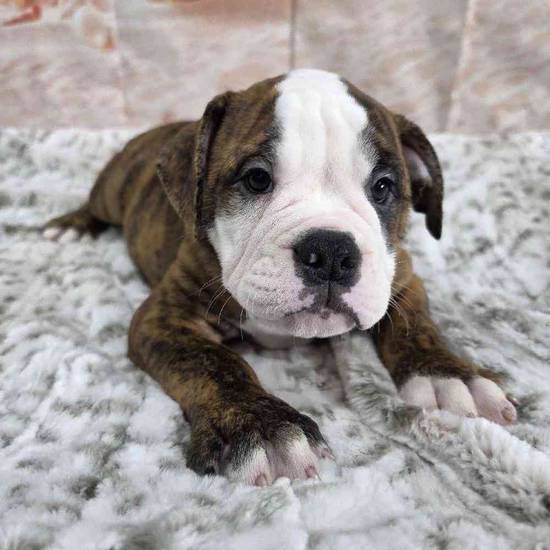 Old English Bulldog