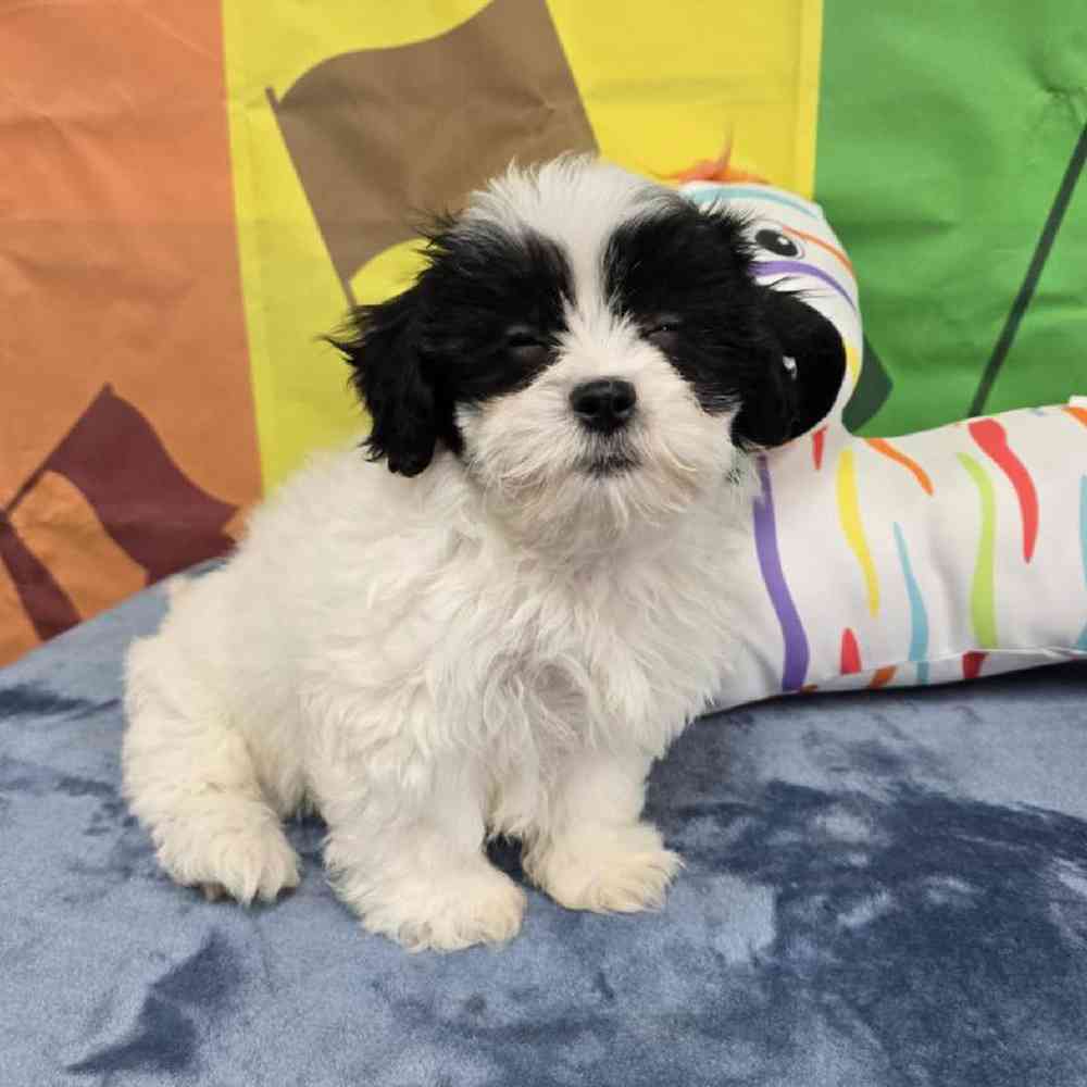 Female Teddy Bear Puppy for Sale in Virginia Beach, VA