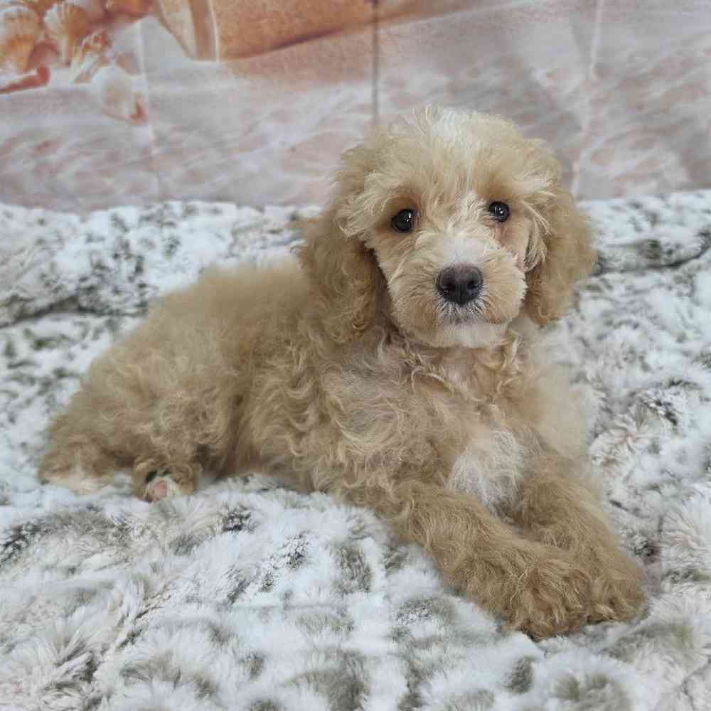 Female Poodle Puppy for Sale in Virginia Beach, VA