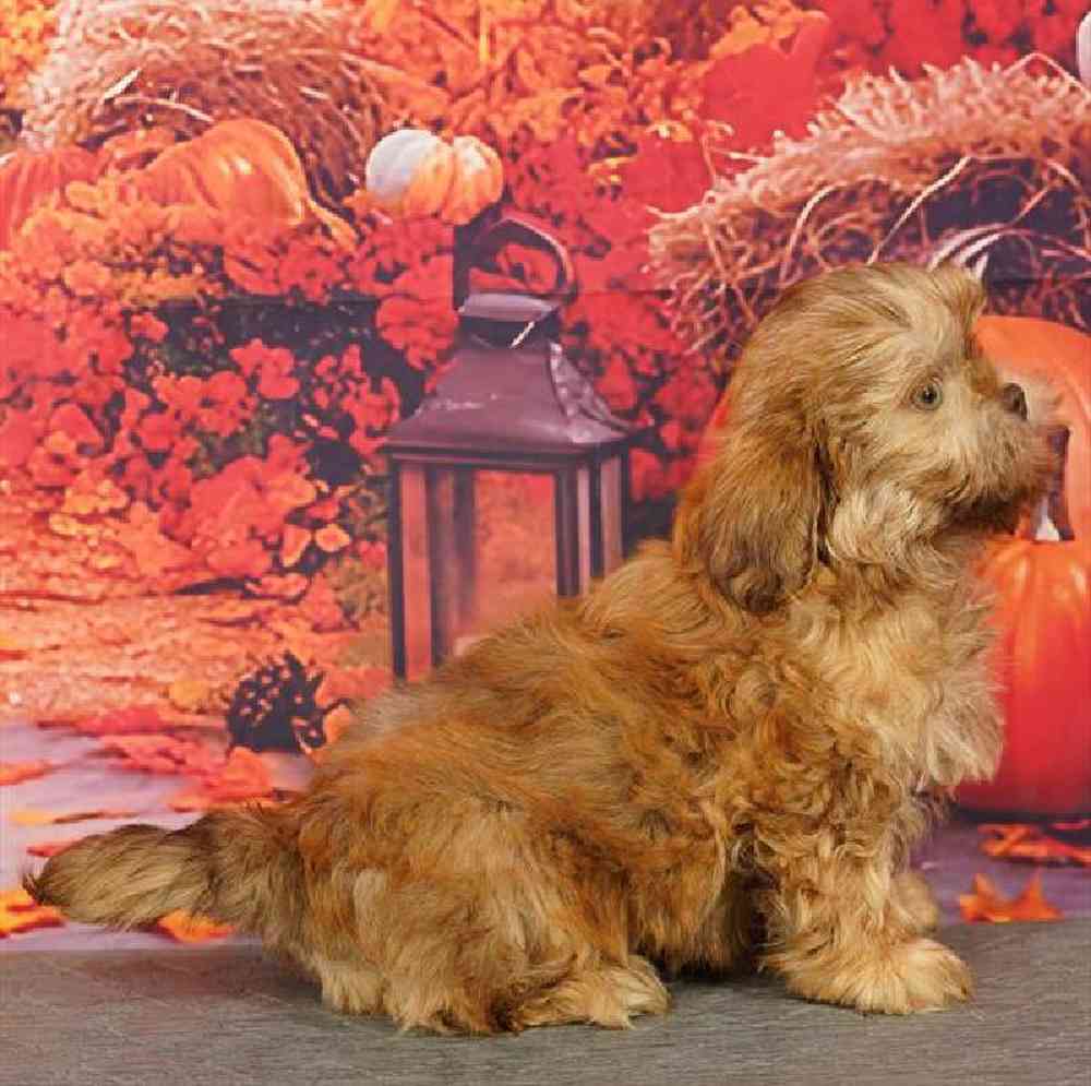 Male Shih Tzu Puppy for Sale in Virginia Beach, VA