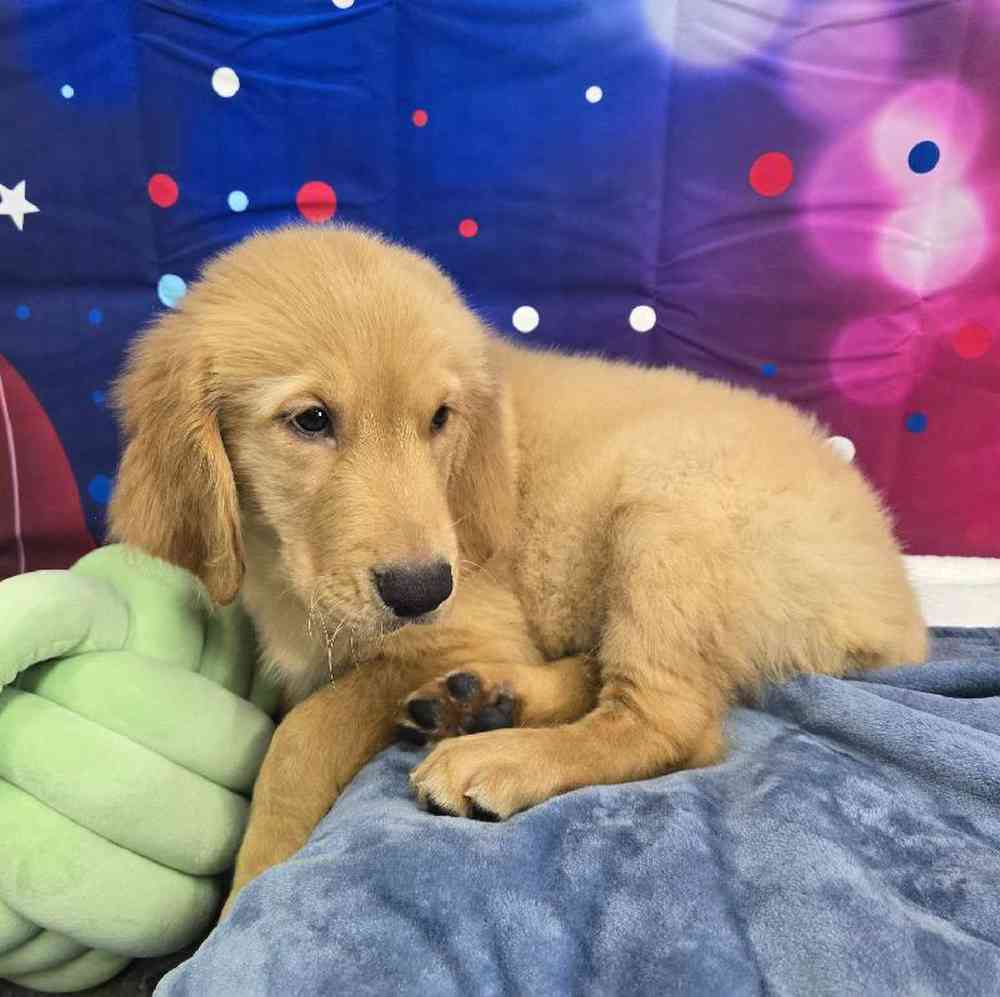 Male Golden Retriever Puppy for Sale in Virginia Beach, VA