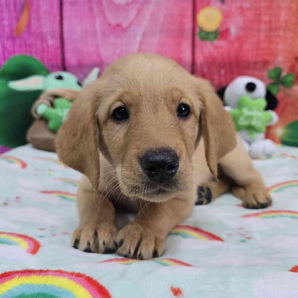 Male Golden Lab Puppy for Sale in Virginia Beach, VA