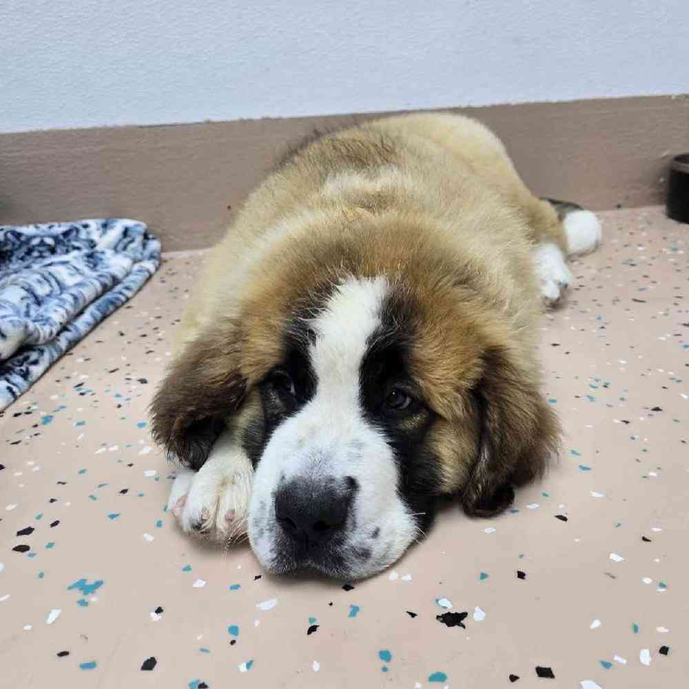 Male Saint Bernard Puppy for Sale in Virginia Beach, VA