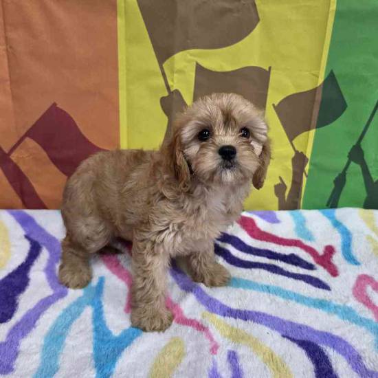 Cavapoo