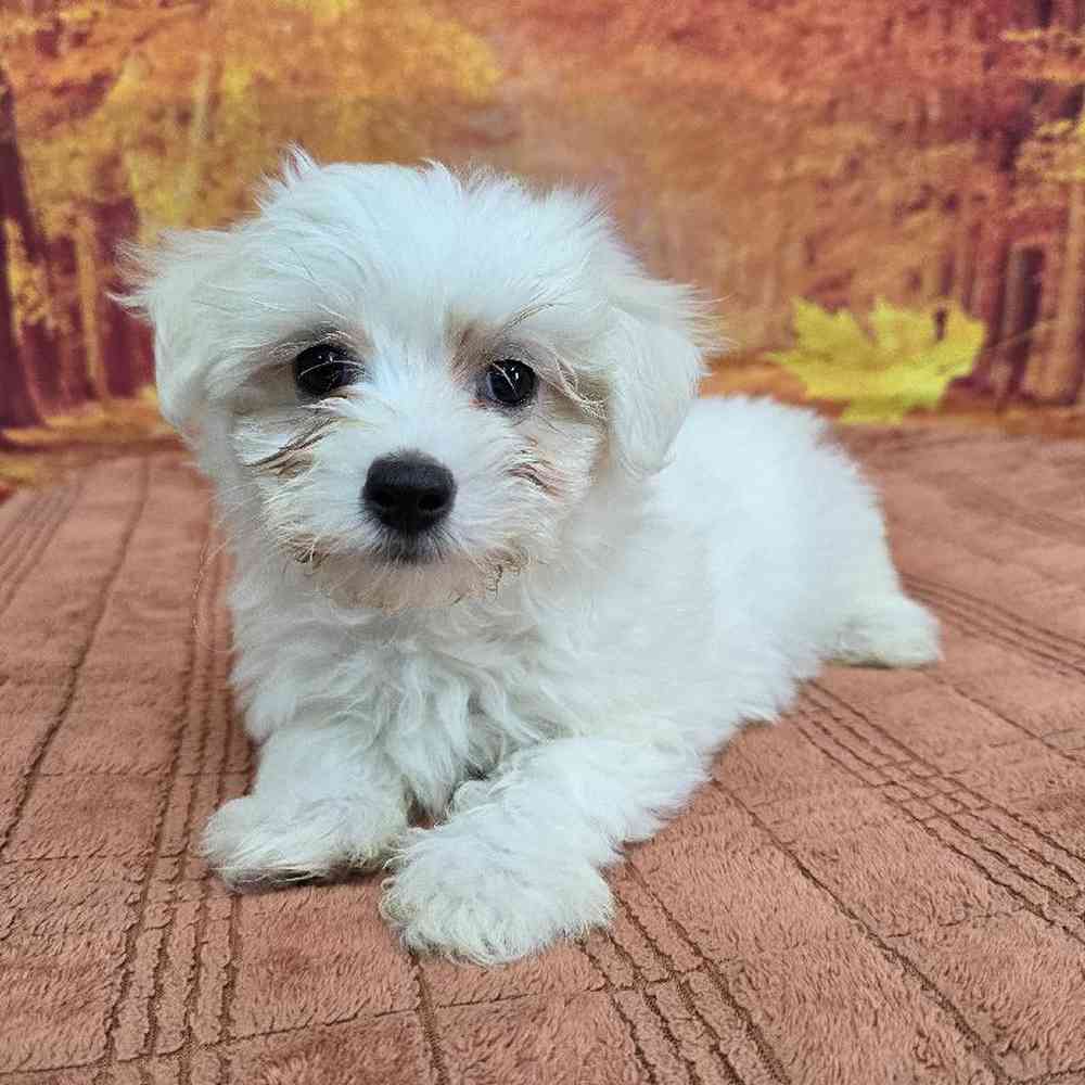 Male Maltese Puppy for Sale in Virginia Beach, VA