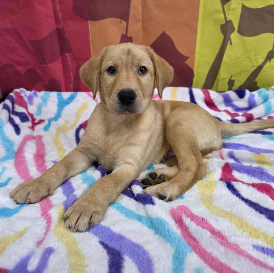 Labrador Retriever