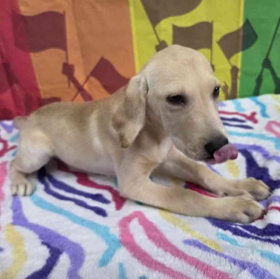 Labrador Retriever