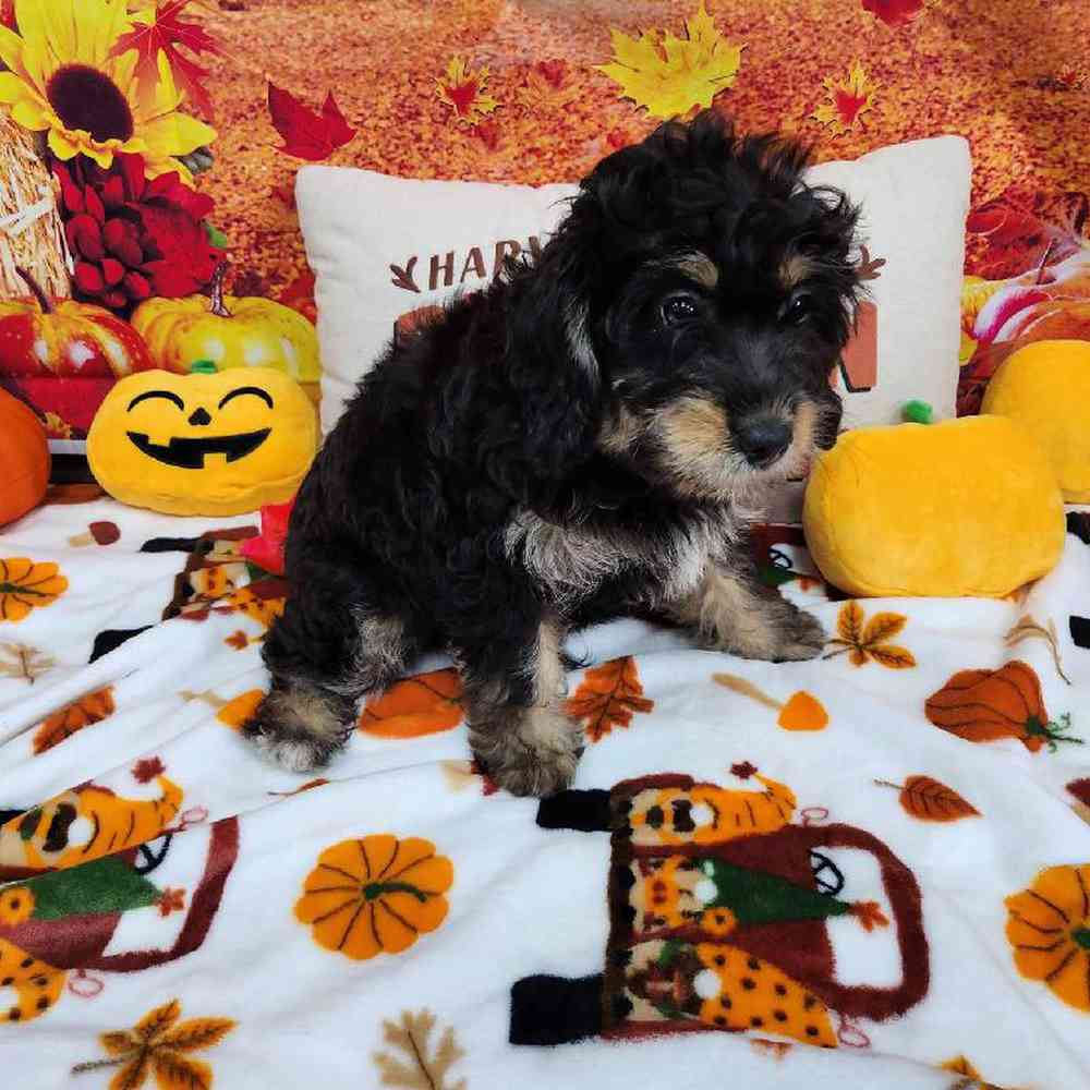Female Mini Bernadoodle Puppy for Sale in Virginia Beach, VA