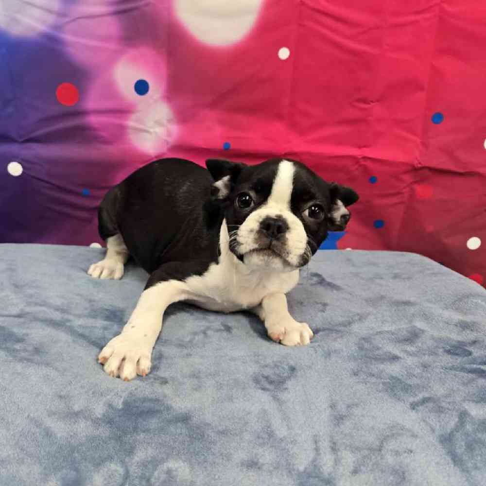 Female Frenchton Puppy for Sale in Virginia Beach, VA