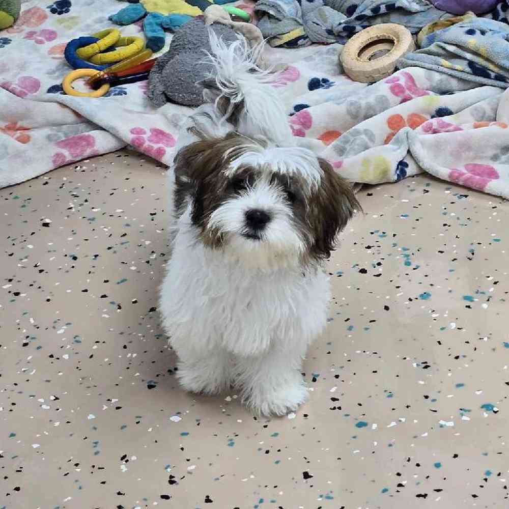 Male Shorkie Puppy for Sale in Virginia Beach, VA