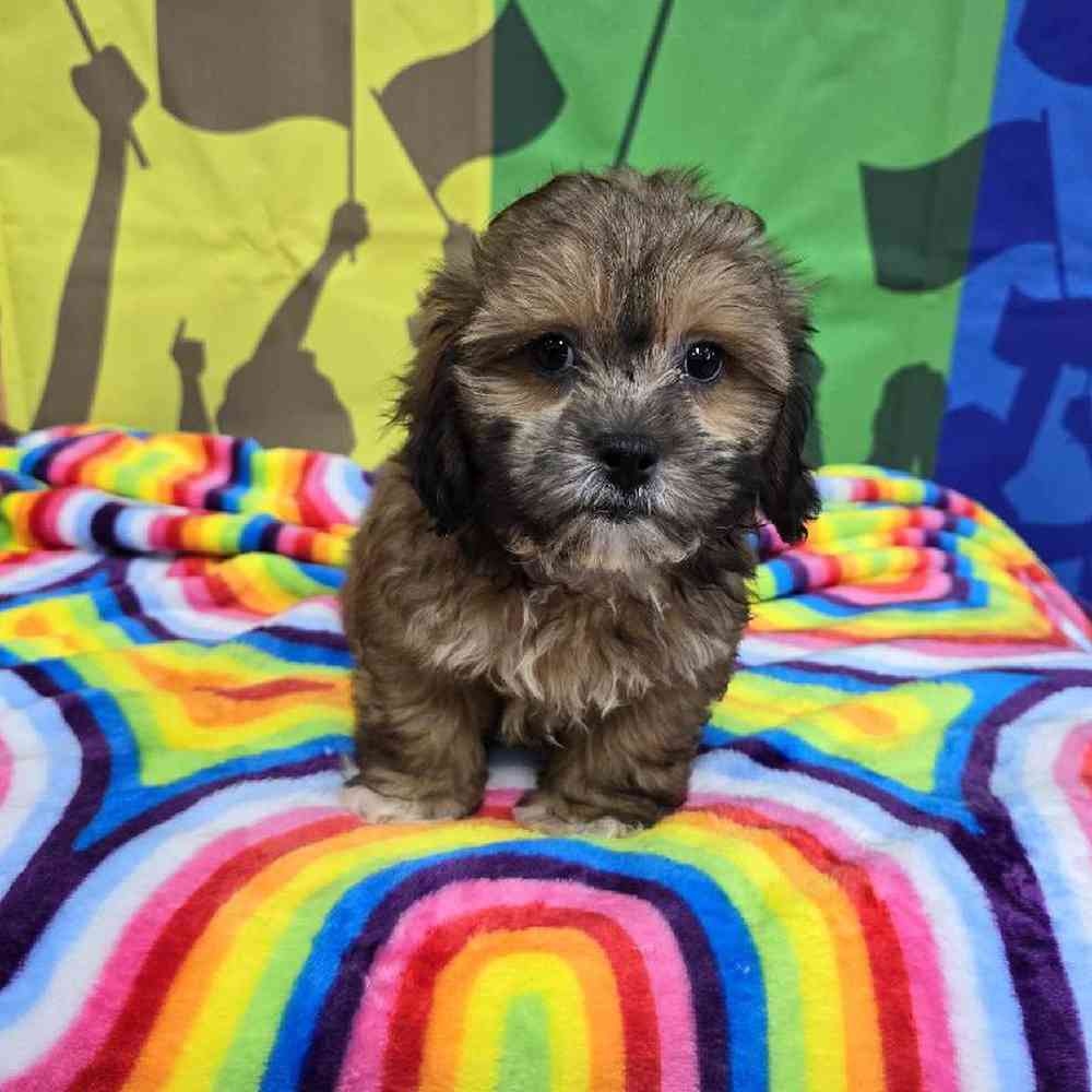 Male Shipoo Puppy for Sale in Virginia Beach, VA