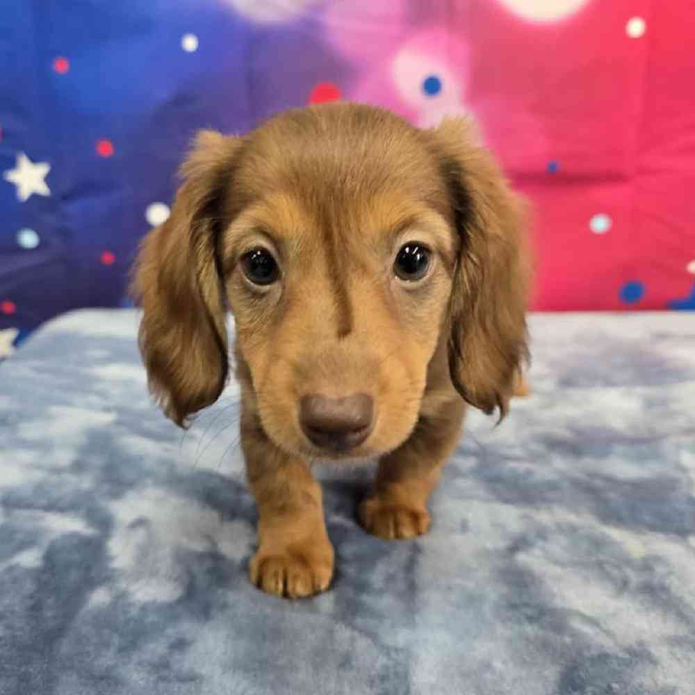 Female Dachshund Puppy for Sale in Virginia Beach, VA