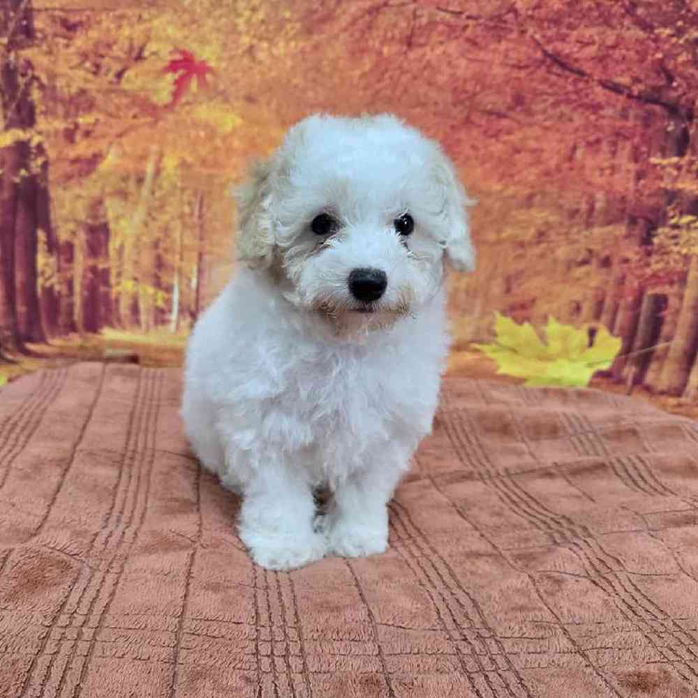 Male Mini Poodle Puppy for Sale in Virginia Beach, VA