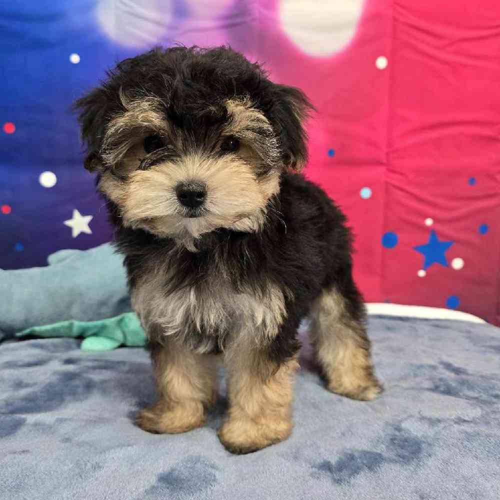 Male Morkie Puppy for Sale in Virginia Beach, VA