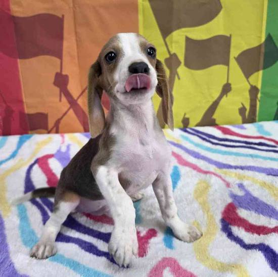 Beagle