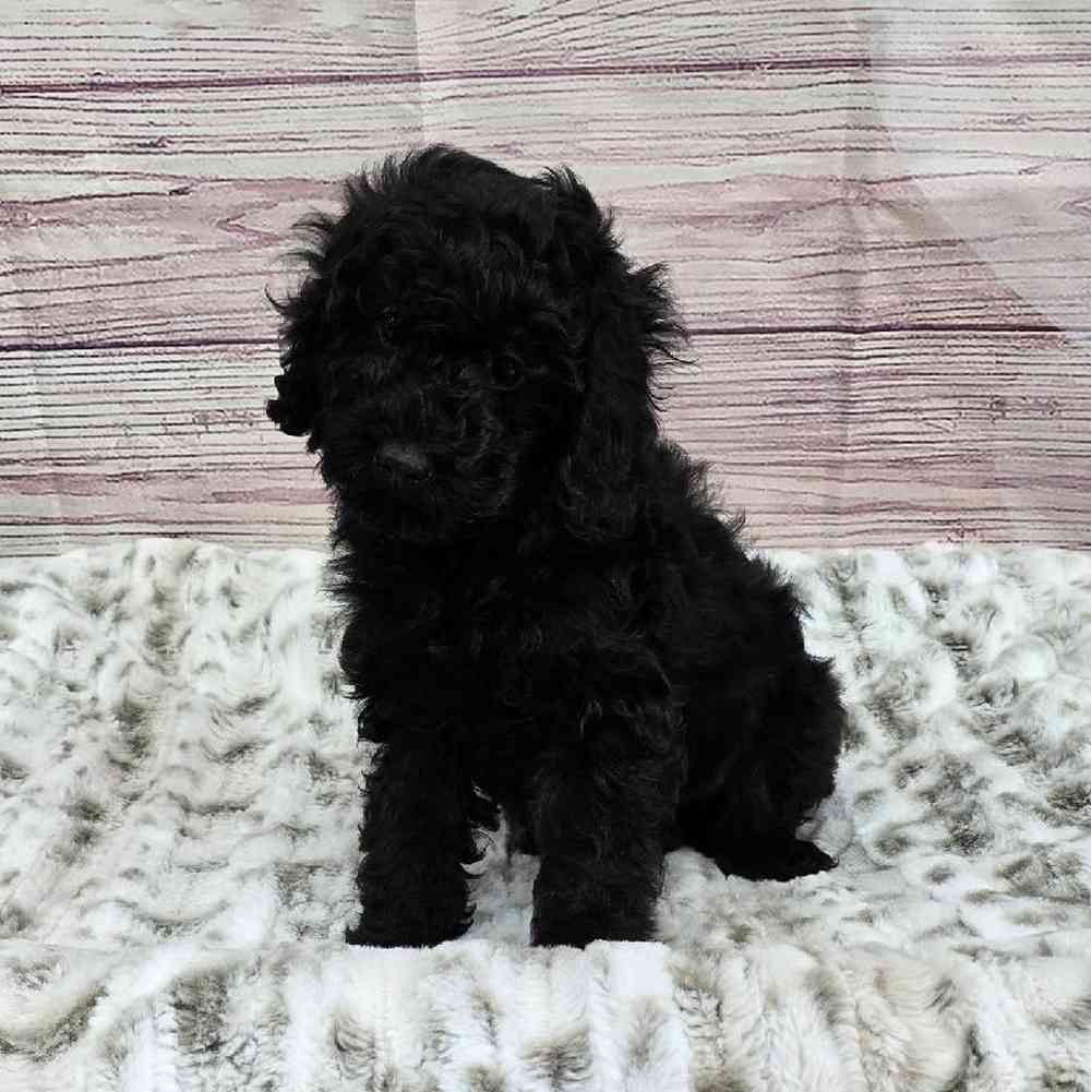 Male Cockapoo Puppy for Sale in Virginia Beach, VA