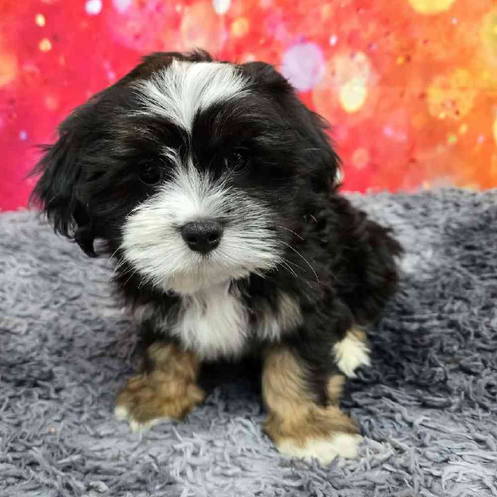 Male Lhasa Apso Puppy for Sale in Virginia Beach, VA
