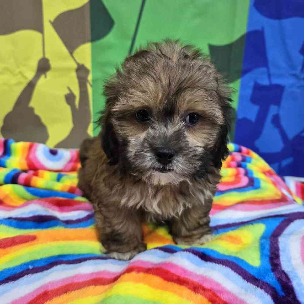 Male Shipoo Puppy for Sale in Virginia Beach, VA