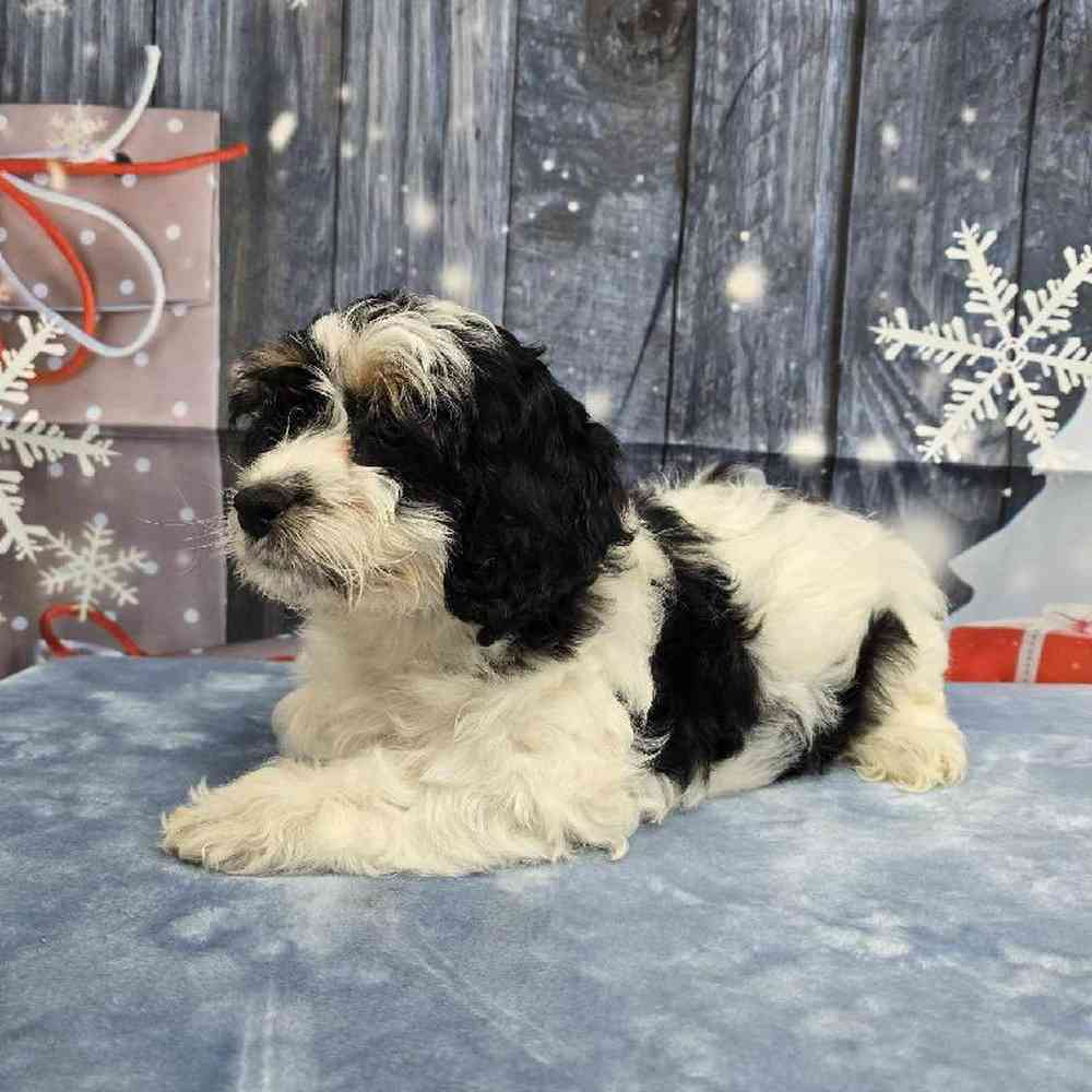 Female Cockapoo Puppy for Sale in Virginia Beach, VA