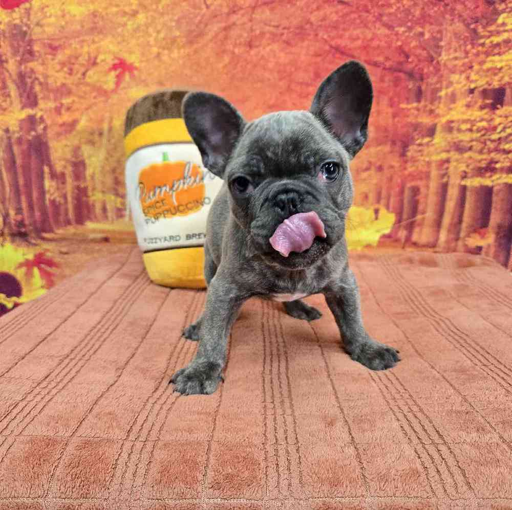 Female French Bulldog Puppy for Sale in Virginia Beach, VA