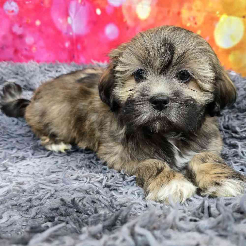 Female Lhasa Apso Puppy for Sale in Virginia Beach, VA