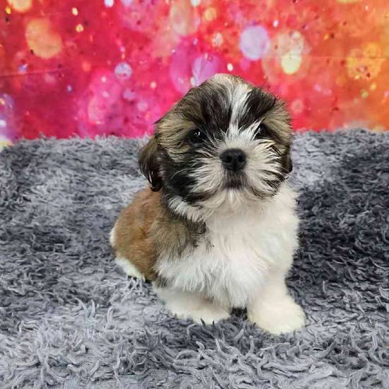 Shih Tzu