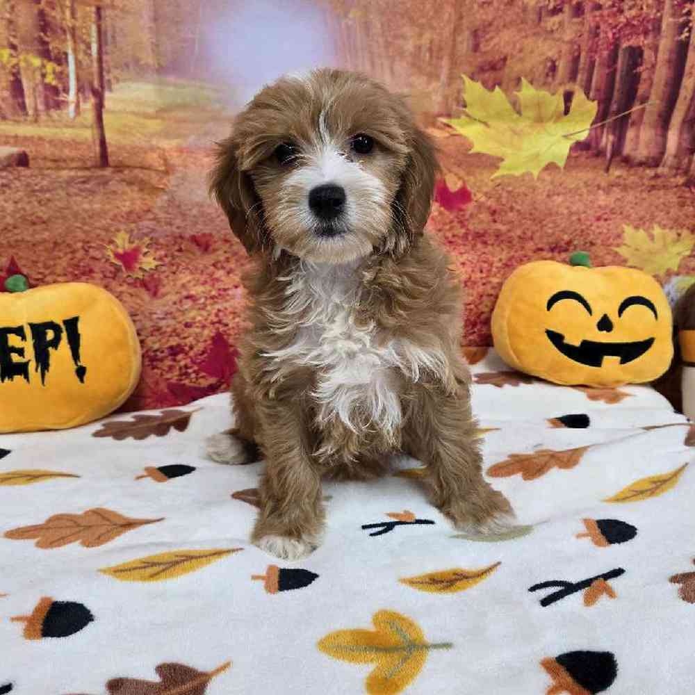 Female Mini Goldendoodle Puppy for Sale in Virginia Beach, VA